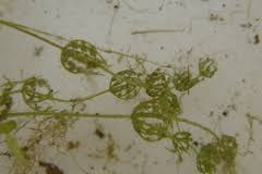 Attēlu rezultāti vaicājumam “Chara contraria”