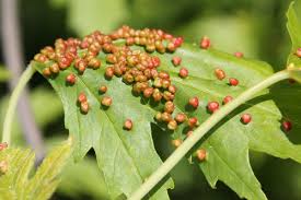 Attēlu rezultāti vaicājumam “Vasates quadripedes”