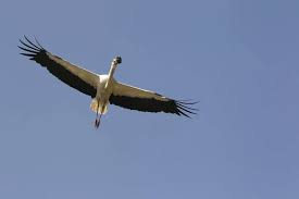 Attēlu rezultāti vaicājumam “Ciconia ciconia adult”