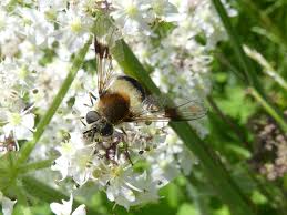 Attēlu rezultāti vaicājumam “Leucozona lucorum”