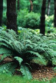 Attēlu rezultāti vaicājumam “Polystichum braunii”