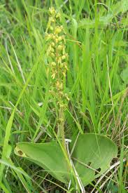 Attēlu rezultāti vaicājumam “Listera ovata flower”