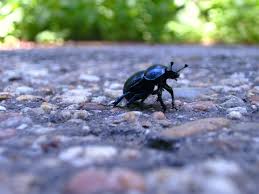 Attēlu rezultāti vaicājumam “Geotrupes”