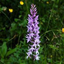 Attēlu rezultāti vaicājumam “Dactylorhiza fuchsii”
