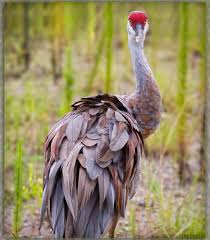 Image result for Grus canadensis