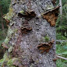 Attēlu rezultāti vaicājumam “Phellinus chrysoloma”