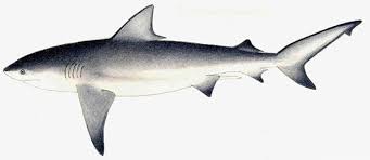 Image result for Carcharhinus leucas