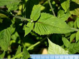 Attēlu rezultāti vaicājumam “Diderma montanum stalked”