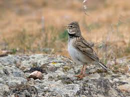 Image result for Melanocorypha calandra