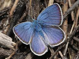 Attēlu rezultāti vaicājumam “Cyaniris semiargus”
