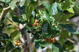 Attēlu rezultāti vaicājumam “Crataegus persimilis”