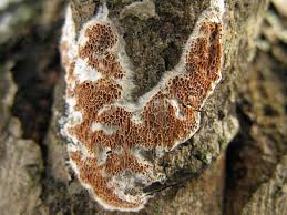 Attēlu rezultāti vaicājumam “Ceriporiopsis resinascens”