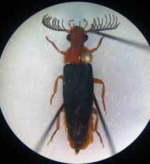 Attēlu rezultāti vaicājumam “Alleculidae”