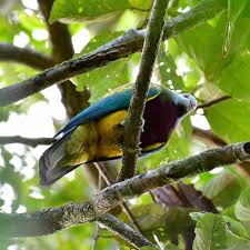 Attēlu rezultāti vaicājumam “Scardia boletella exuvia”