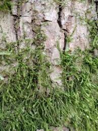 Attēlu rezultāti vaicājumam “Anomodon longifolius”