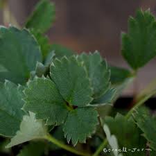 Attēlu rezultāti vaicājumam “Fragaria vesca leaf”