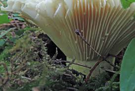 Attēlu rezultāti vaicājumam “Lactarius lygniotus”