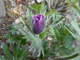 Attēlu rezultāti vaicājumam “Pulsatilla pratensis bud”