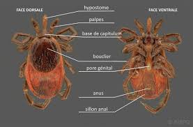 Attēlu rezultāti vaicājumam “Ixodes”
