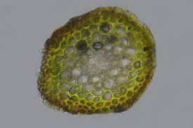 Attēlu rezultāti vaicājumam “Rhynchostegiella tenella macro”