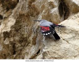 Image result for Tichodroma muraria