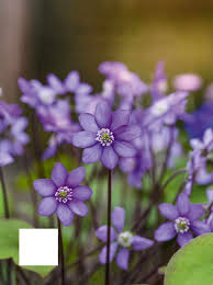 Attēlu rezultāti vaicājumam “Hepatica nobilis bud”