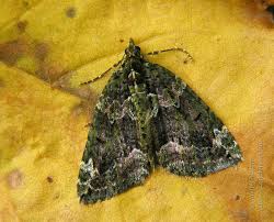 Attēlu rezultāti vaicājumam “Chloroclysta siterata”