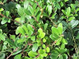 Attēlu rezultāti vaicājumam “Arctostaphylos uva-ursi leaf”