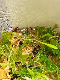 Attēlu rezultāti vaicājumam “Trichia alpina young”