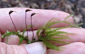 Attēlu rezultāti vaicājumam “Eurhynchium angustirete sporophyte”
