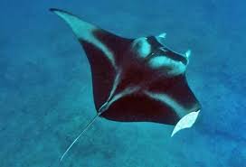 Image result for Mobula thurstoni