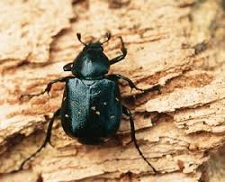 Attēlu rezultāti vaicājumam “Gnorimus variabilis”