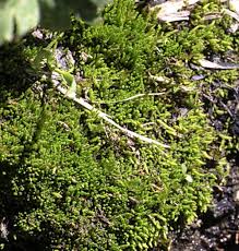 Attēlu rezultāti vaicājumam “Philonotis marchica”