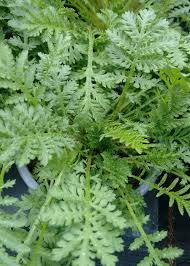 Image result for Färberkamille