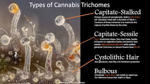 Attēlu rezultāti vaicājumam “Trichia varia sessile”