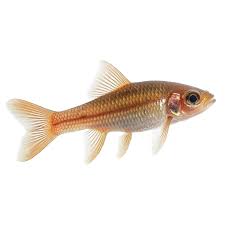 Image result for Rutilus heckelii