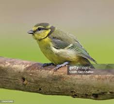 Attēlu rezultāti vaicājumam “Cyanistes caeruleus juvenile”