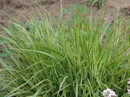 Attēlu rezultāti vaicājumam “Calamagrostis canescens leaf”