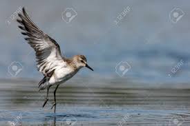 Image result for Calidris pusilla