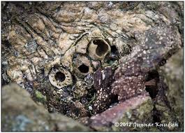 Attēlu rezultāti vaicājumam “Andricus quercuscorticis”