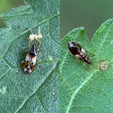 Attēlu rezultāti vaicājumam “Anthocoris nemorum”