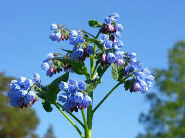 Attēlu rezultāti vaicājumam “Symphytum asperum leaf”
