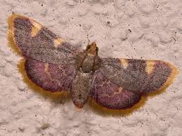 Attēlu rezultāti vaicājumam “Hypsopygia costalis”