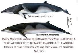 Image result for Balaenoptera bonaerensis