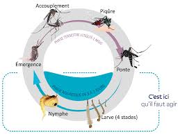 Résultat de recherche d'images pour "larves de moustiques"