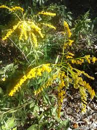 Attēlu rezultāti vaicājumam “Solidago virgaurea bud”