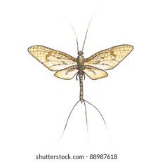 Attēlu rezultāti vaicājumam “Ephemera vulgata”