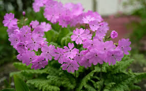 Attēlu rezultāti vaicājumam “Primula farinosa leaf”