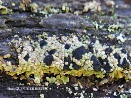 Attēlu rezultāti vaicājumam “Hypocenomyce scalaris”