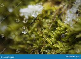 Attēlu rezultāti vaicājumam “Hypnum cupressiforme sporophyte”